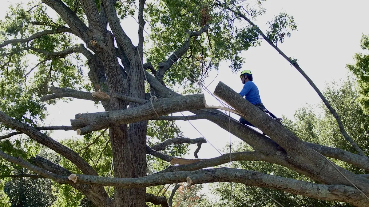 Professional Hazardous Tree Removal performed by certified arborists in Hamburg
